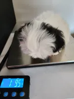 Bandit , a male Mal Shi for sale in Redding, CA – 8 of 9