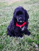 Roty, a male Cocker Spaniel for sale in Redding, CA – Photo 4 of 5