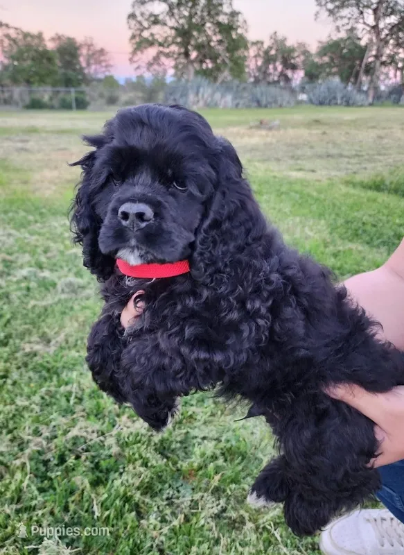 Roty – Cocker Spaniel puppy for sale in Redding, CA