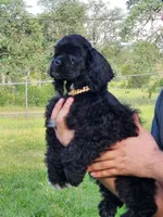 Roty, a male Cocker Spaniel for sale in Redding, CA – Photo 5 of 5