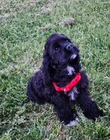 Roty, a male Cocker Spaniel for sale in Redding, CA – Photo 3 of 5