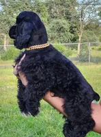 Roty, a male Cocker Spaniel for sale in Redding, CA – Photo 2 of 5