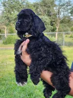 Roty, a male Cocker Spaniel for sale in Redding, CA – Photo 3 of 5