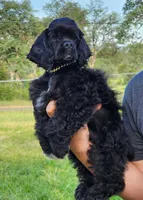 Roty, a male Cocker Spaniel for sale in Redding, CA – Photo 1 of 5
