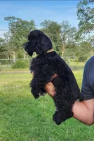 Roty, a male Cocker Spaniel for sale in Redding, CA – Photo 4 of 5