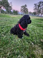 Roty, a male Cocker Spaniel for sale in Redding, CA – Photo 5 of 5