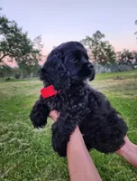 Roty, a male Cocker Spaniel for sale in Redding, CA – Photo 2 of 5