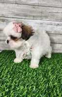 Luna, a female Mal Shi for sale in Redding, CA – 2 of 9