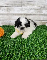 Yiyo, a male Shih Tzu for sale in Redding, CA – 4 of 5