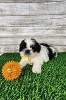 Yiyo, a male Shih Tzu for sale in Redding, CA – 3 of 5