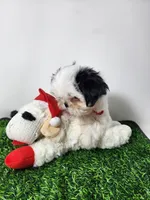 Tucker, a male Mal Shi for sale in Redding, CA – 6 of 8