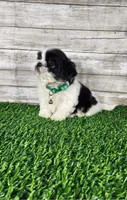 Gino, a male Shih Tzu for sale in Redding, CA – 4 of 6