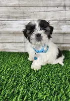 Bluey , a male Shih Tzu for sale in Redding, CA – 7 of 7