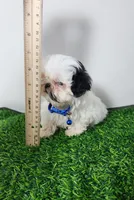 Bandit , a male Mal Shi for sale in Redding, CA – 6 of 9