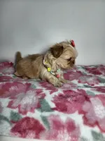 Rosy, a female Shih Tzu for sale in Redding, CA – 2 of 5