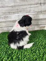 Pinky, a female Shih Tzu for sale in Redding, CA – 5 of 7