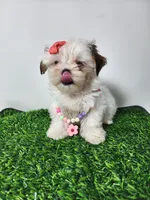 Daisy, a female Mal Shi for sale in Redding, CA – 4 of 8