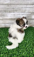 Tito, a male Shih Tzu and Mal Shi for sale in Redding, CA – 4 of 8