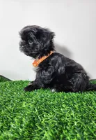 Zeus, a male Shih Tzu for sale in Redding, CA – 7 of 8