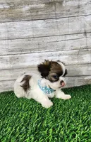 Tito, a male Shih Tzu and Mal Shi for sale in Redding, CA – 3 of 8
