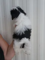 Tito, a male Shih Tzu for sale in Redding, CA – 6 of 6
