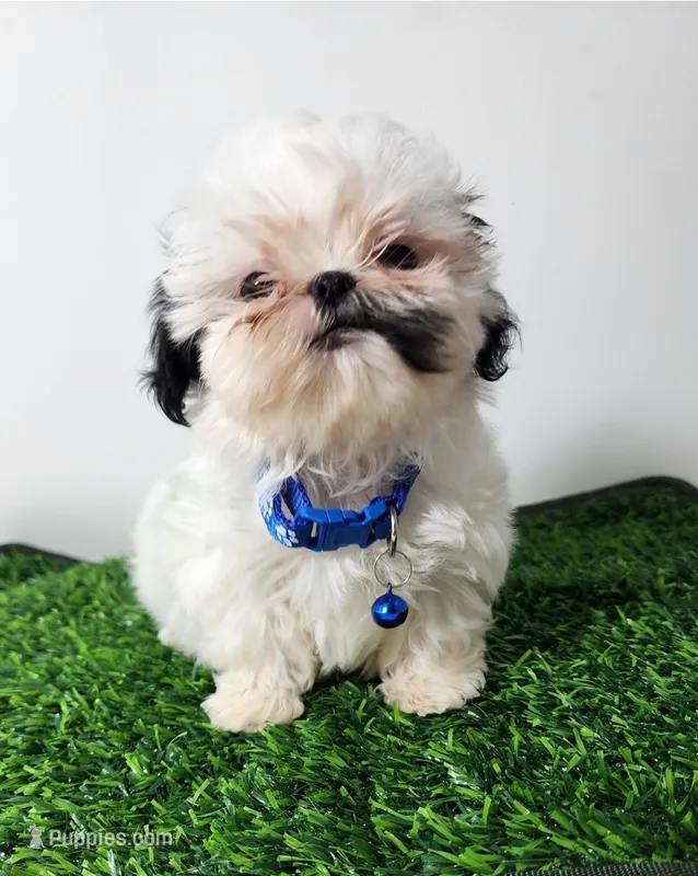 Bandit  – Mal Shi puppy for sale in Redding, CA