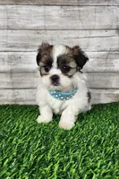 Tito, a male Shih Tzu and Mal Shi for sale in Redding, CA – 8 of 8