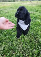 Tucker , a male Cocker Spaniel for sale in Redding, CA – Photo 5 of 5