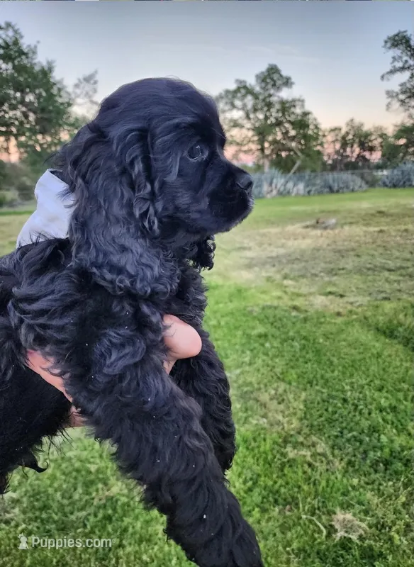 Tucker  – Cocker Spaniel puppy for sale in Redding, CA