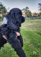 Tucker , a male Cocker Spaniel for sale in Redding, CA – Photo 1 of 5
