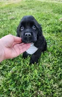 Tucker , a male Cocker Spaniel for sale in Redding, CA – Photo 3 of 5