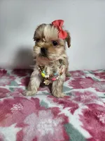 Rosy, a female Shih Tzu for sale in Redding, CA – 3 of 5