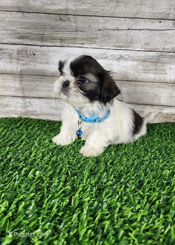 Bluey  – Shih Tzu puppy for sale in Redding, CA