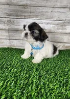 Bluey , a male Shih Tzu for sale in Redding, CA – 1 of 7