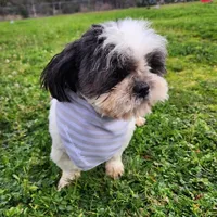 Buddy , a male Shih Tzu for sale in Redding, CA – Photo 2 of 7