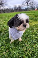Buddy , a male Shih Tzu for sale in Redding, CA – Photo 2 of 7