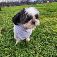 Buddy , a male Shih Tzu for sale in Redding, CA – Photo 7 of 7