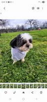 Buddy , a male Shih Tzu for sale in Redding, CA – Photo 7 of 7
