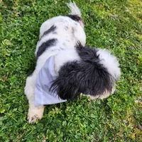 Buddy , a male Shih Tzu for sale in Redding, CA – Photo 4 of 7