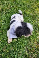 Buddy , a male Shih Tzu for sale in Redding, CA – Photo 4 of 7