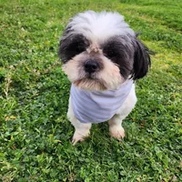 Buddy , a male Shih Tzu for sale in Redding, CA – Photo 3 of 7