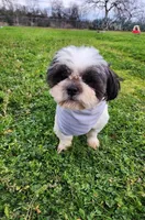 Buddy , a male Shih Tzu for sale in Redding, CA – Photo 3 of 7