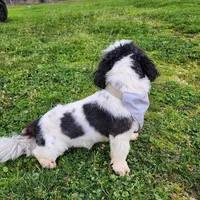 Buddy , a male Shih Tzu for sale in Redding, CA – Photo 6 of 7