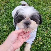 Buddy , a male Shih Tzu for sale in Redding, CA – Photo 1 of 7