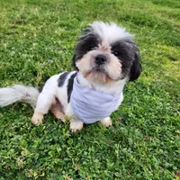 Buddy , a male Shih Tzu for sale in Redding, CA – Photo 5 of 7