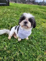 Buddy , a male Shih Tzu for sale in Redding, CA – Photo 5 of 7