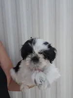 Tito, a male Shih Tzu for sale in Redding, CA – 2 of 6