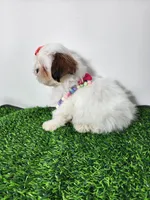 Daisy, a female Mal Shi for sale in Redding, CA – 6 of 8