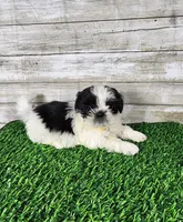 Yiyo, a male Shih Tzu for sale in Redding, CA – 5 of 5