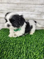 Gino, a male Shih Tzu for sale in Redding, CA – 3 of 6